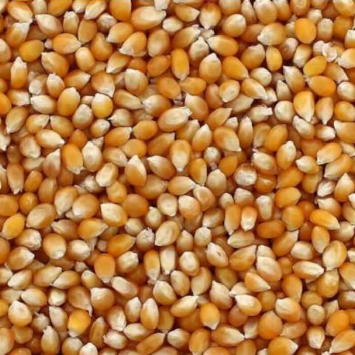 Maïs à popcorn